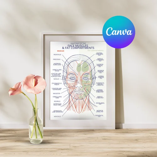Anatomy of the Face Muscles and Fat Compartments of the Face Poster Anatomy of the Face Muscles and Fat Compartments of the Face Poster