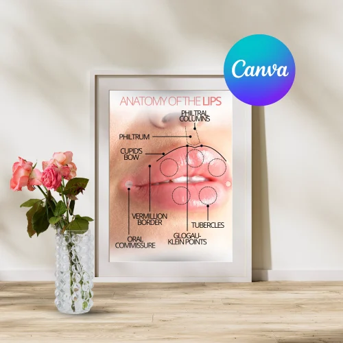 Anatomy of the Lips Poster (Canva Editable) Anatomy of the Lips Poster (Canva Editable)
