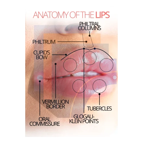 Anatomy of the Lips Poster (Canva Editable)